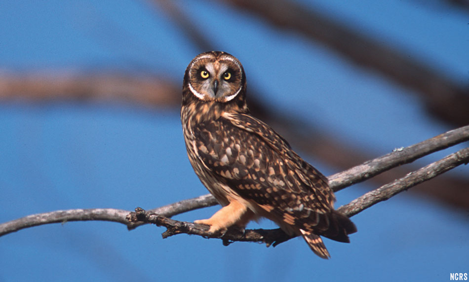 maui fauna of the month pueo the hawaiian owl maui fauna of the month pueo the hawaiian owl