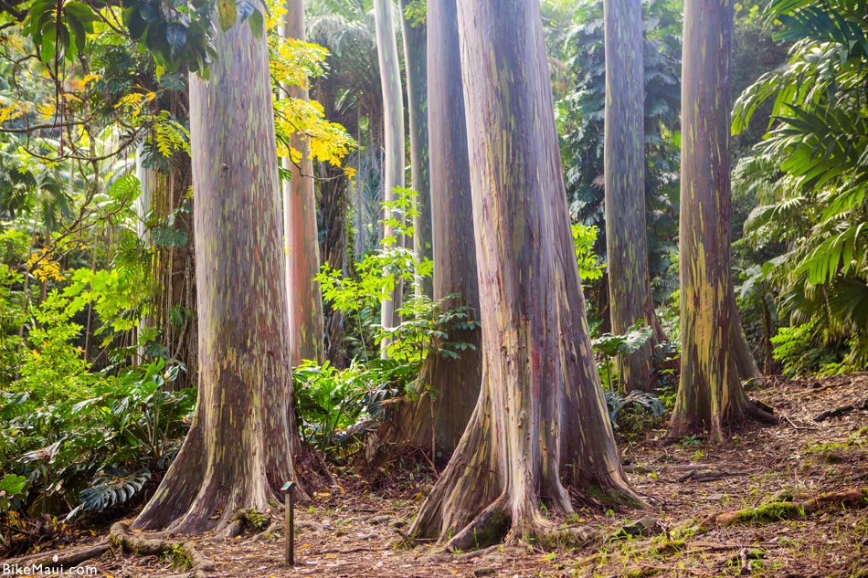 maui plant of the month eucalyptus bike maui maui plant of the month eucalyptus bike maui