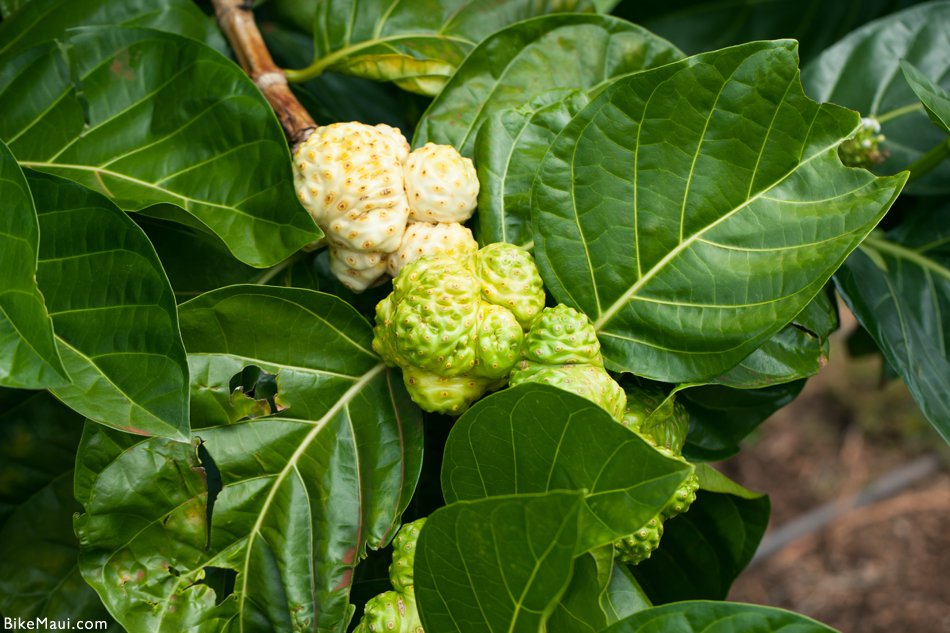 loquat fruit noni fruit loquat fruit noni fruit