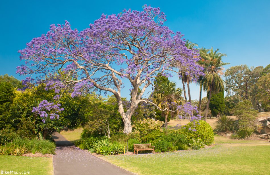 Jacaranda colors