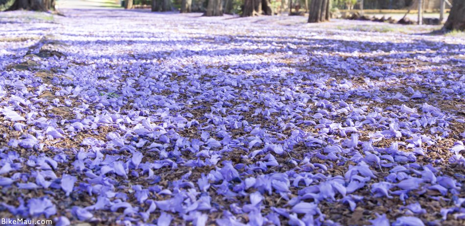 Jacaranda flowers ground