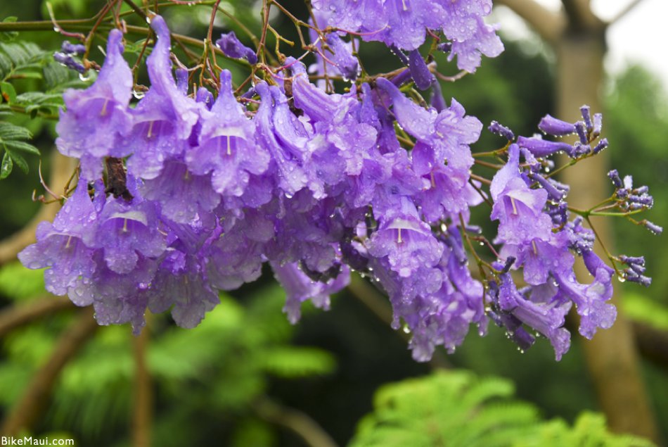 jacaranda flowers