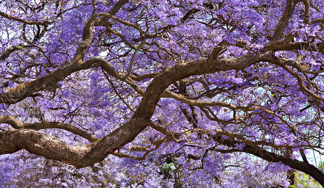 The Beauty Of Jacaranda Season On Maui