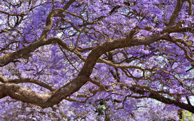 The Beauty of Upcountry: Jacaranda Trees