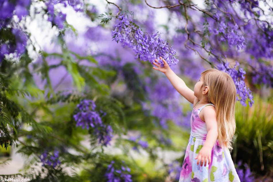 jacaranda girl