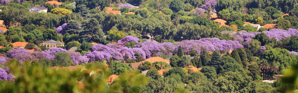 jacaranda season Maui