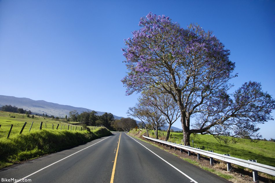 Road with Jacaranda tree in Maui, Hawaii