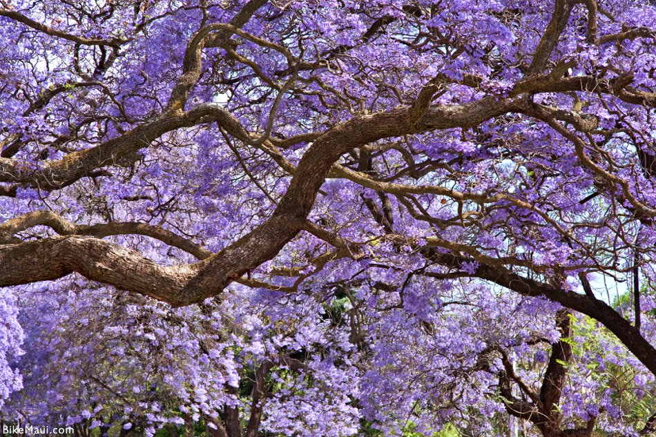 jacaranda trees