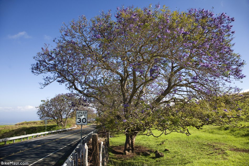 Maui Jacaranda blooming