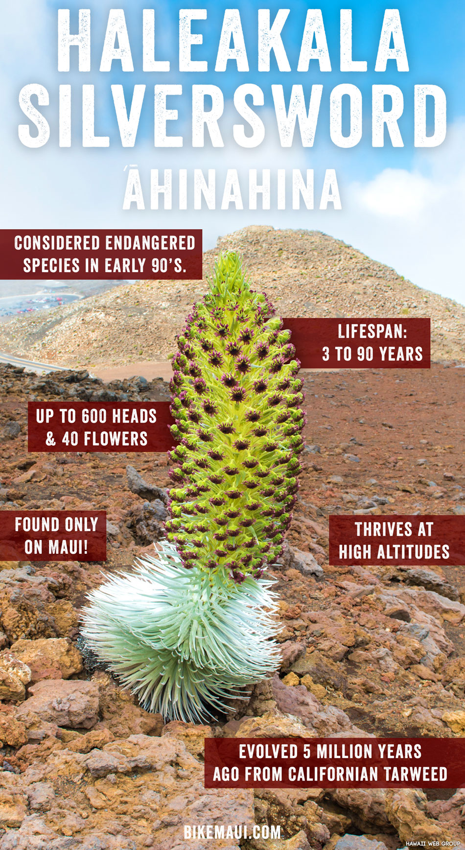 Maui Plant of the Month Haleakala Silversword