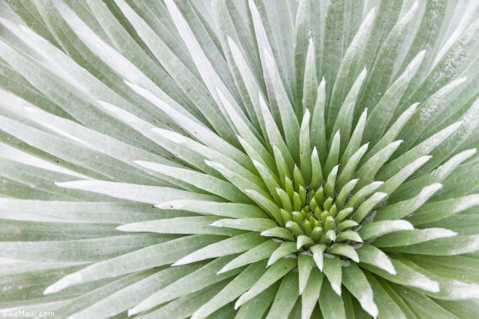 silversword