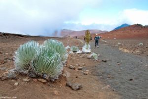 Volunteering at Haleakala National Park