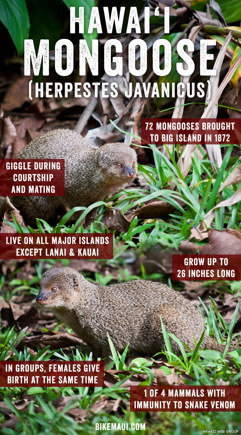 Hawaii Mongoose Maui Animal of the Month