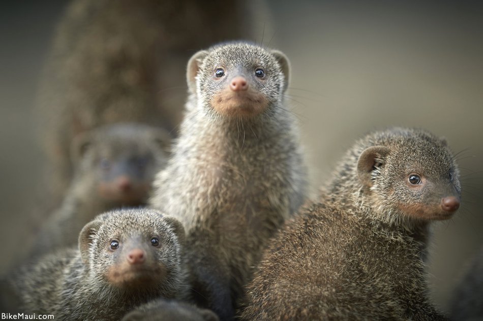 Hawaii Mongoose Maui Animal of the Month