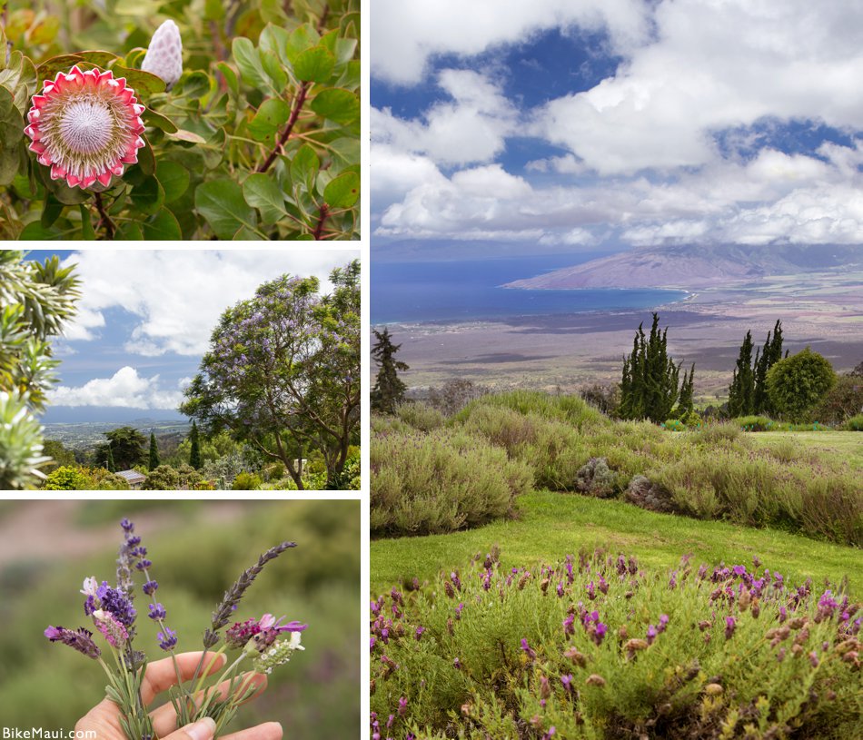 Alii Lavender Farm