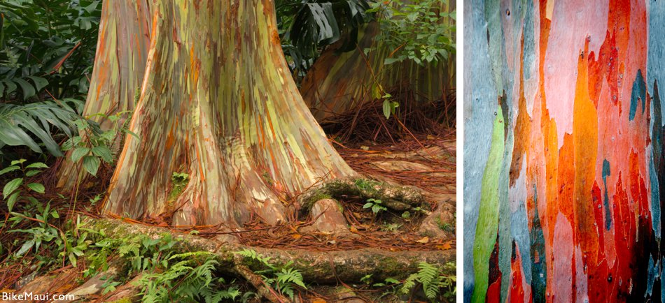 maui plant of the month eucalyptus bike maui