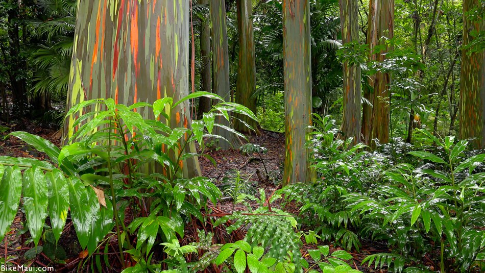 Maui Plant of the Month: Eucalyptus - Bike Maui