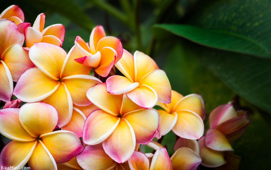 Asian Wedding Wear Birmingham pink yellow plumeria - Asian Wedding Wear Birmingham
