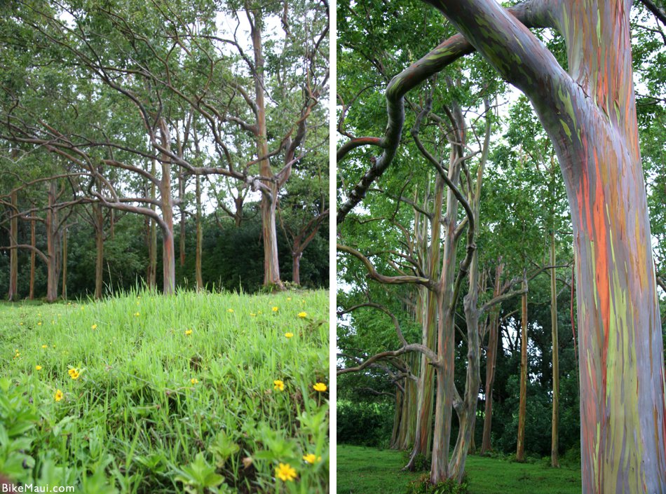 maui plant of the month eucalyptus bike maui