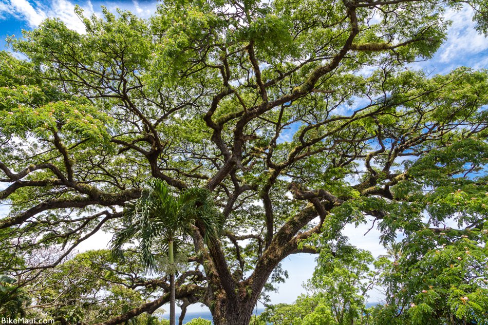 Plant of the Month Monkeypod Trees