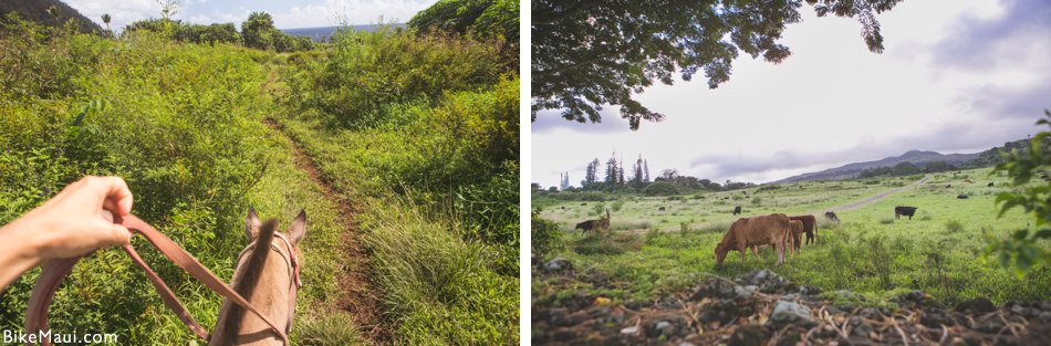 cattle rustling in Hawaii