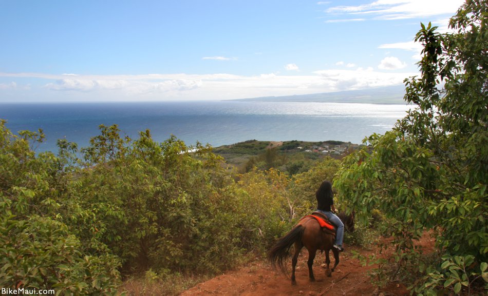 hawaii cowboy