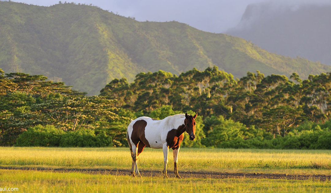 horse in Hawaii