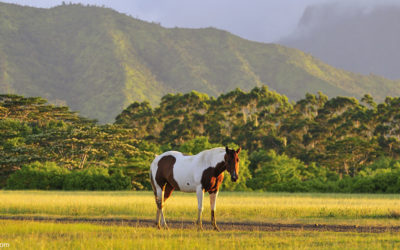 Hawaiian Paniolo: A Brief History