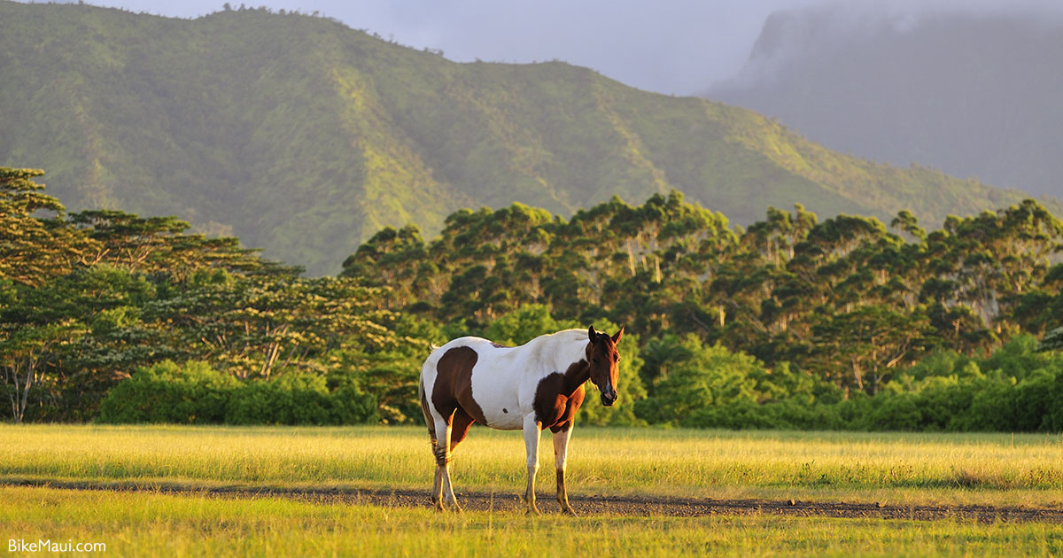 horse in Hawaii