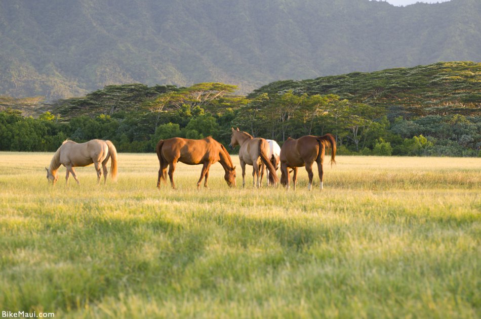Appaloosa horses in Hawaii