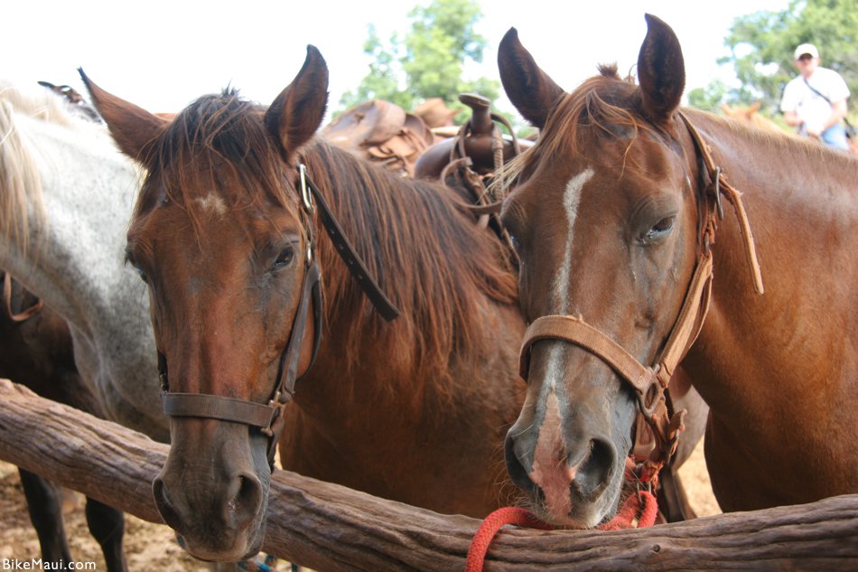 maui horses