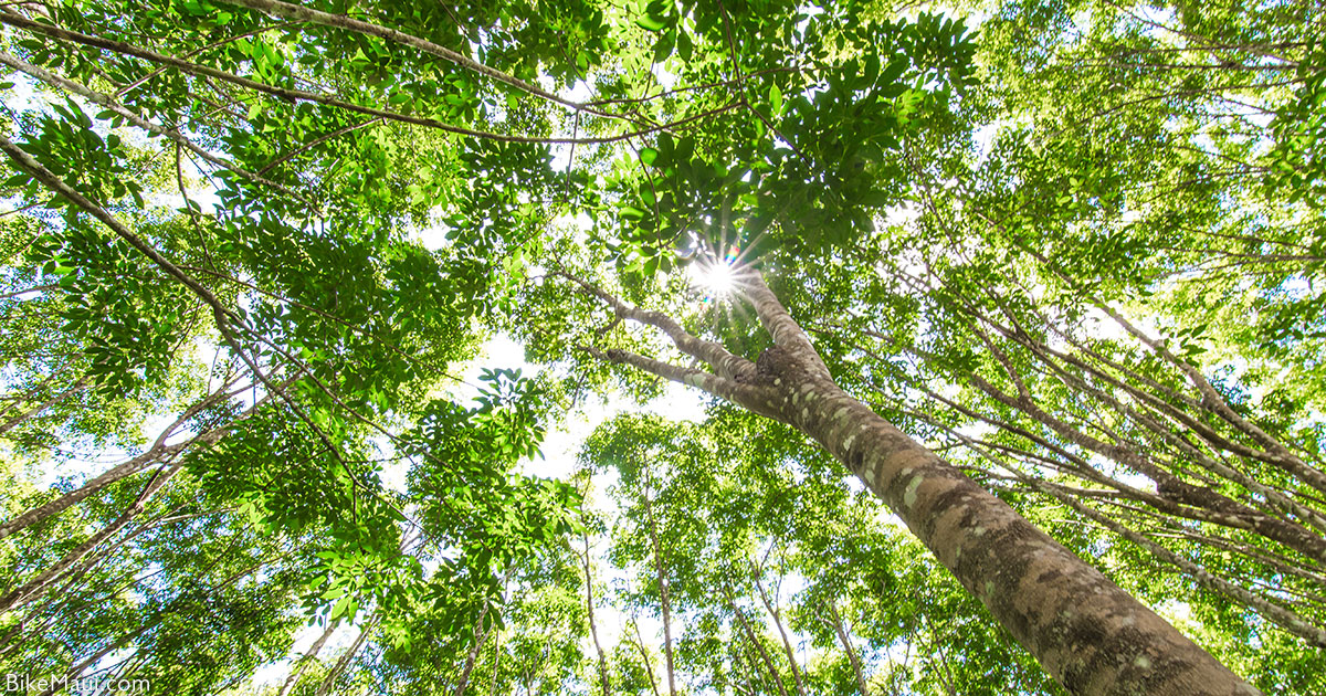 Maui Plant Of The Month Rubber Tree