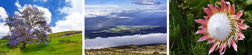 Haleakala Guided Morning Upcountry Views