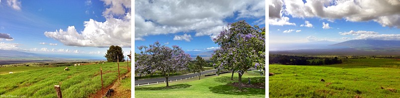 Self Guided Morning Upcountry Maui