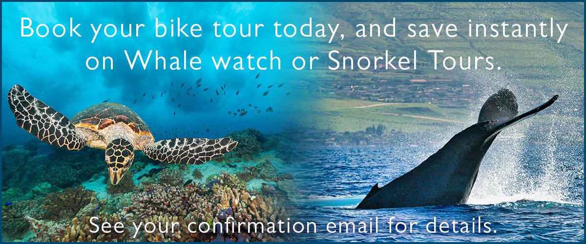 snorkel whale deal snorkel whale deal