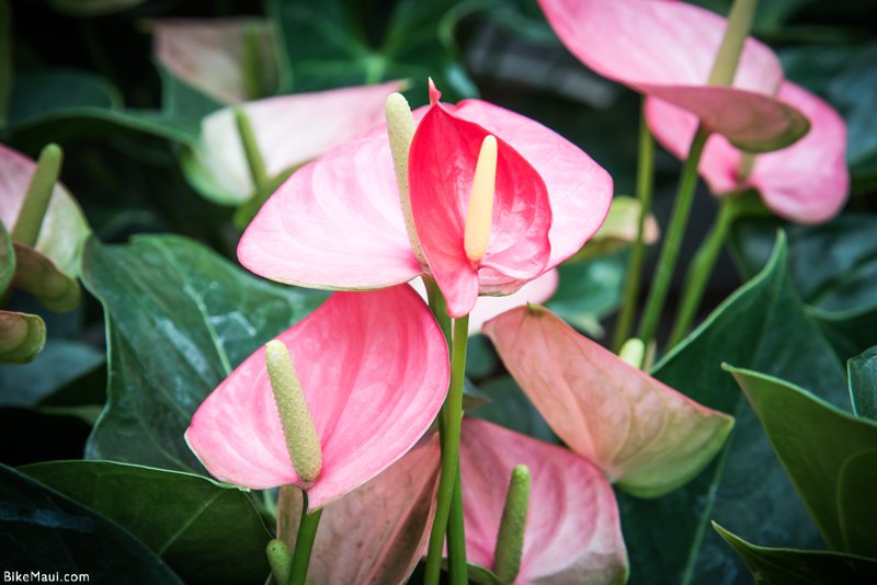 Anthurium