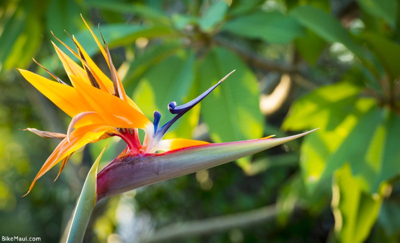 Oiseau de paradis