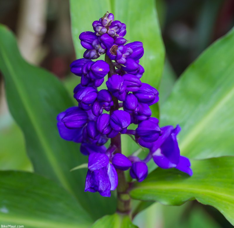 Gengibre azul