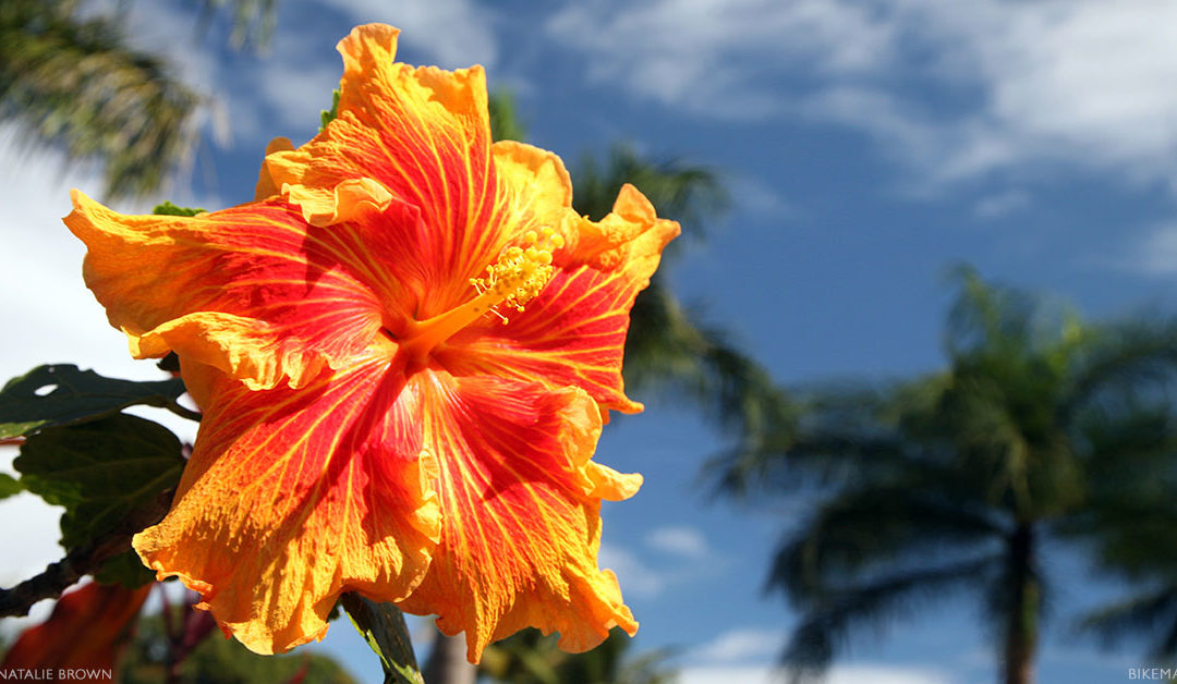 Hawaiian flowers