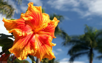 The Flowers of Hawaii