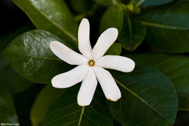 Gardenia hawajska