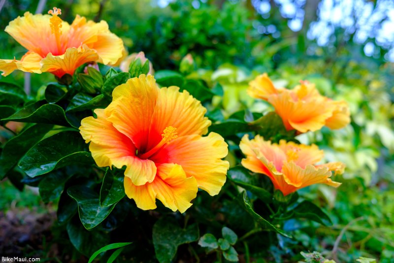 Hawaïse Hibiscus