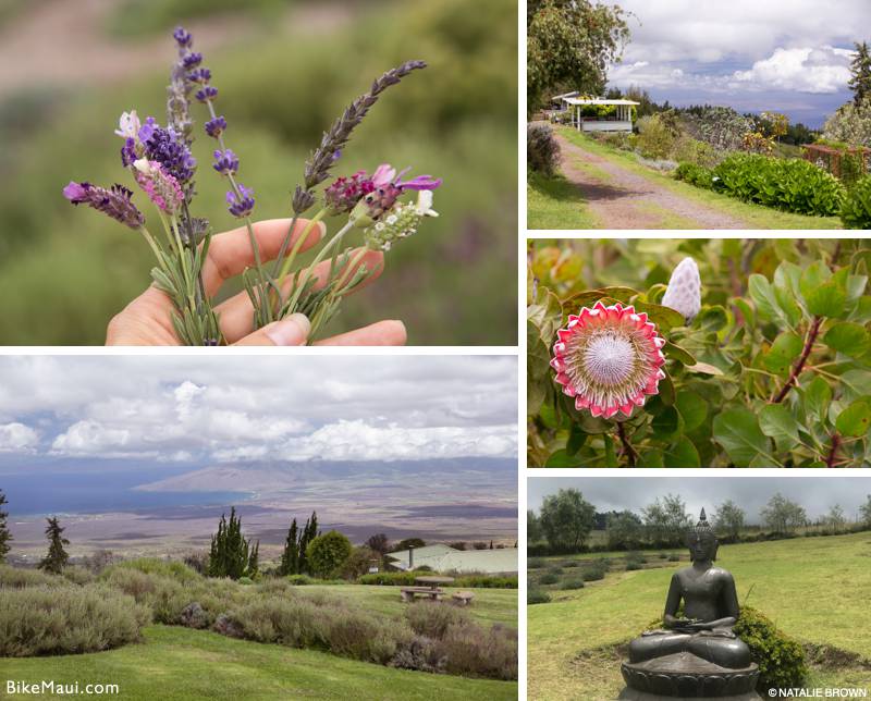 Alii Kula Lavender