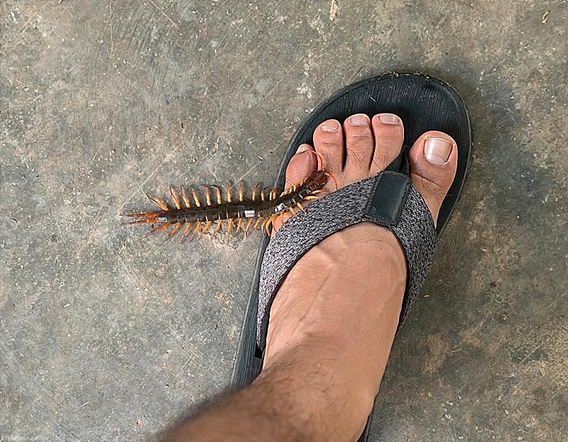 Hawaii Centipede Bites Hurt