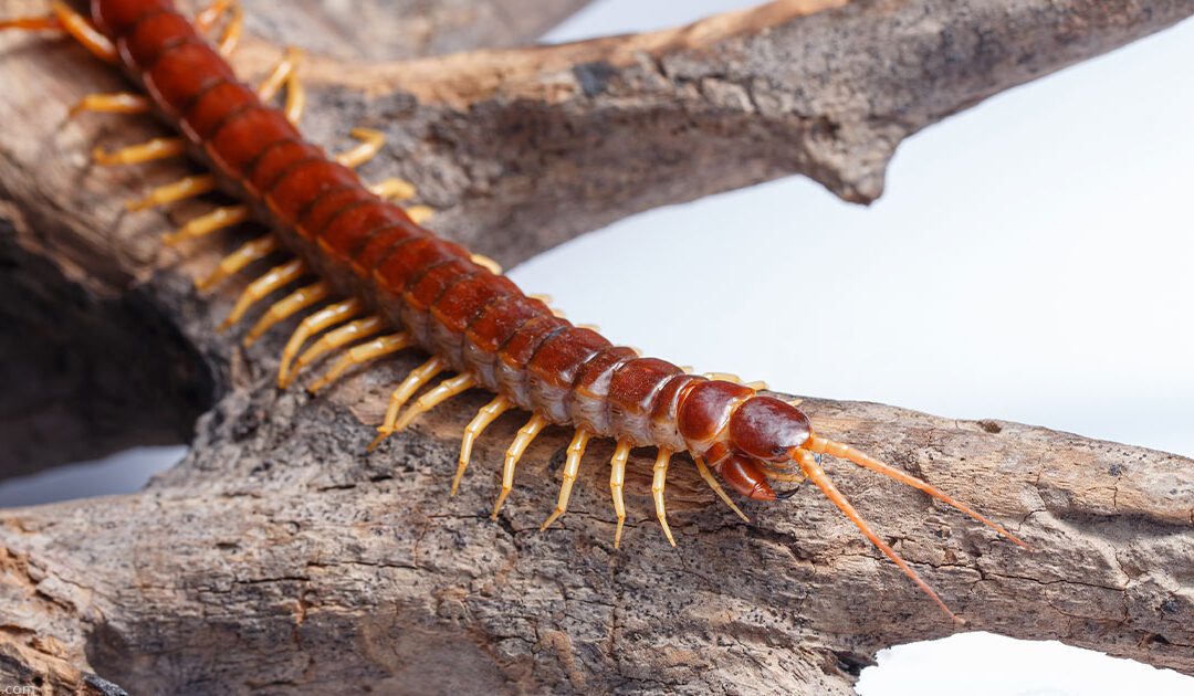 Hawaii Centipede On A Branch