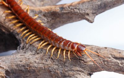 Everything You Need To Know About Centipedes In Hawaii