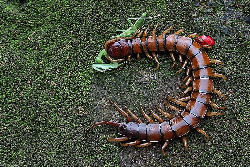 Hawaii Centipede Feeds on Praying Mantis