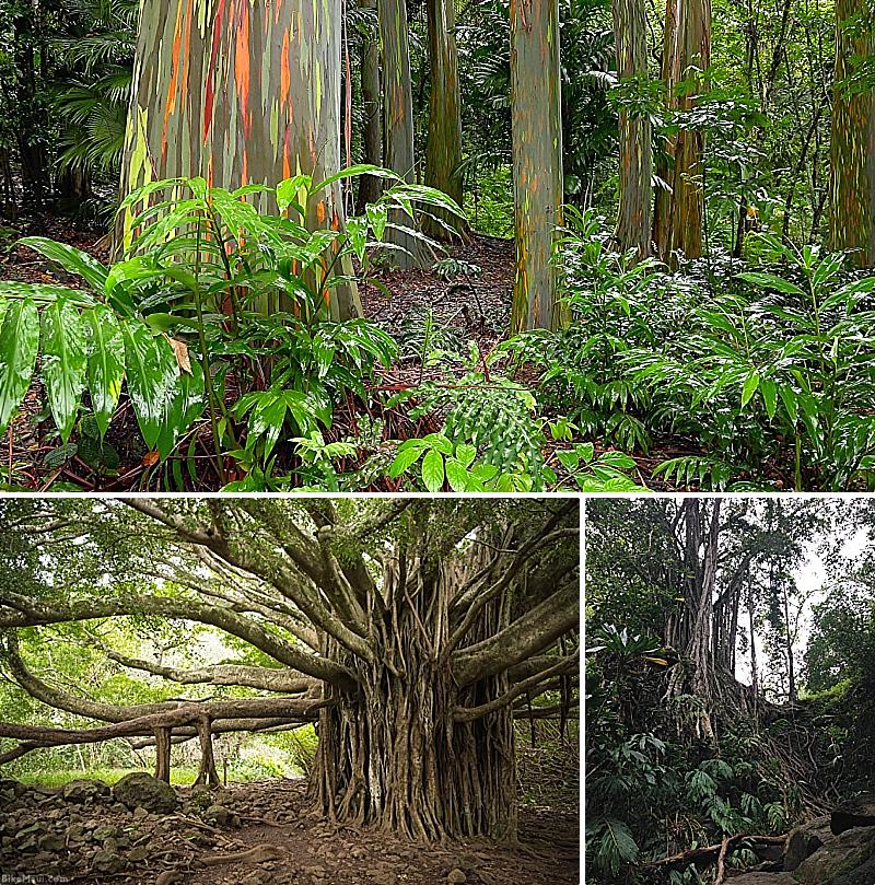 Hawaii Centipedes Habitat