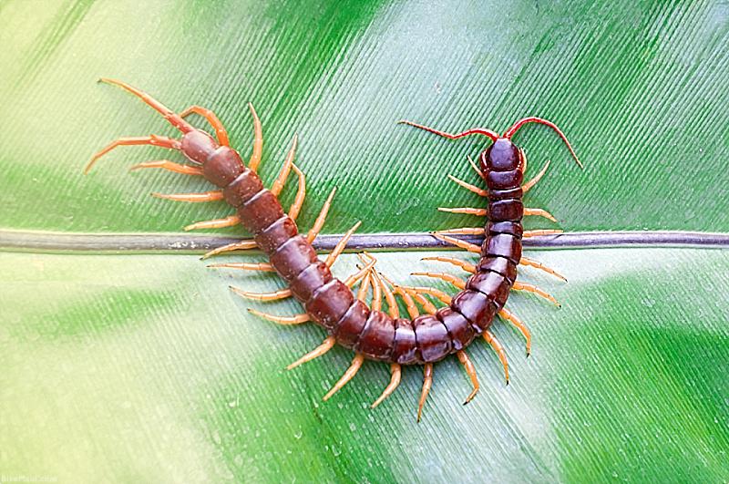 Hawaii Centipede On A Leaf