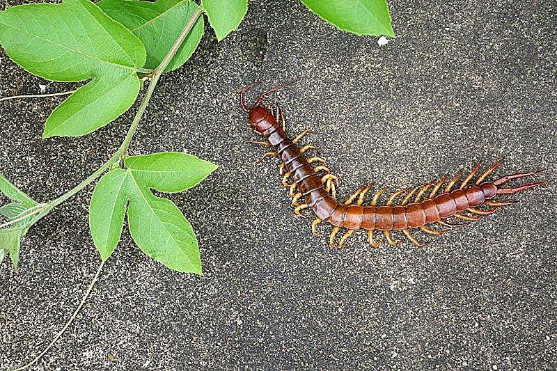 Hawaii Centipedes Red Head